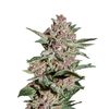 Bubba Kush, Фасовка: 3