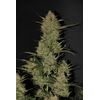 Auto OG Kush, Фасовка: 5, изображение 2