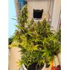 Animal Face Auto, Фасовка: 3, изображение 2