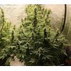 Animal Face Auto, Фасовка: 3, изображение 3