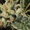 Bubba Kush, Фасовка: 3, изображение 3
