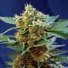 Cream Mandarine XL Auto, Фасовка: 3+1, изображение 2