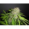 AK Skunk, Фасовка: 3, изображение 3