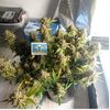 Авто ВДВ, Фасовка: 3, изображение 4