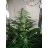 AK Skunk, Фасовка: 3, изображение 4