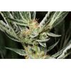 Auto OG Kush, Фасовка: 5, изображение 4