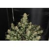 Auto OG Kush, Фасовка: 5, изображение 3