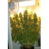 AK Skunk, Фасовка: 3, изображение 2