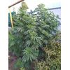 AK Skunk, Фасовка: 3, изображение 5