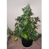 AK Skunk, Фасовка: 3, изображение 6