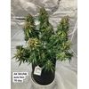 AK Skunk, Фасовка: 3, изображение 7