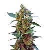 Cream Mandarine XL Auto, Фасовка: 3+1