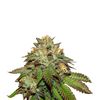 Bubba Kush, Фасовка: 3, изображение 2