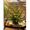 Sticky Fingers Auto, Фасовка: 1, изображение 2