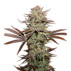 Sticky Fingers Auto, Фасовка: 1