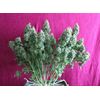 Sticky Fingers Auto, Фасовка: 1, изображение 3