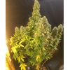 Sticky Fingers Auto, Фасовка: 1, изображение 4