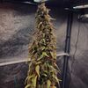 Sour Puffs, Фасовка: 1, изображение 3