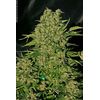 Auto Chronic, Фасовка: 5, изображение 2