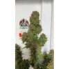 Auto superglue XL, Фасовка: 3, изображение 4