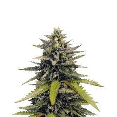 Afghan Hash Plant Reg, Фасовка: 10
