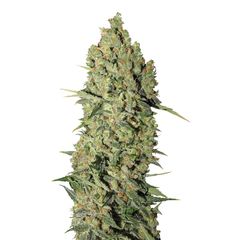 Chronic, Фасовка: 6