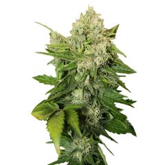 Chronic Reg, Фасовка: 11