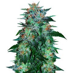 Flash Babylon Auto, Фасовка: 3