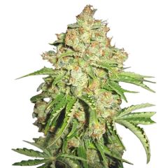 Auto White Russian, Фасовка: 6