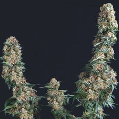 Gorilla, Фасовка: 5+1