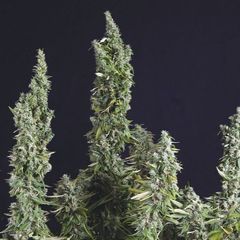 Nicole Og Kush, Фасовка: 5+1