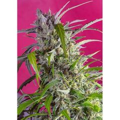 Ice Candy XL Auto, Фасовка: 3