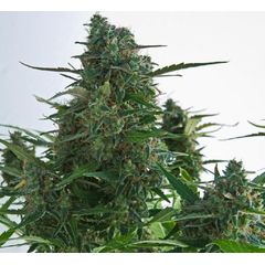 Auto N.Y.C. Diesel, Фасовка: 5