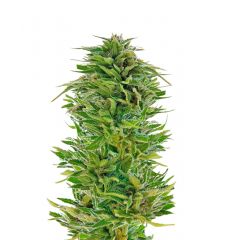Amnesia Lemon, Фасовка: 5