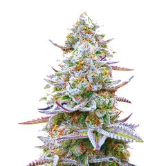Gorilla Zkittlez, Фасовка: 1