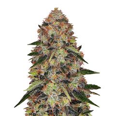 Shiskaberry, Фасовка: 5