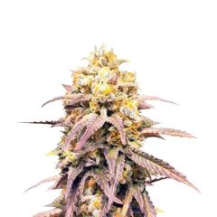 Critical Super Silver Haze, Фасовка: 3+2
