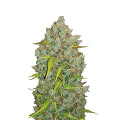 Original Auto BubbleGum, Фасовка: 3
