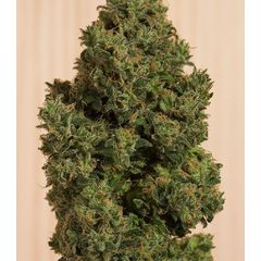 Blue Dream CBD fem, Фасовка: 3