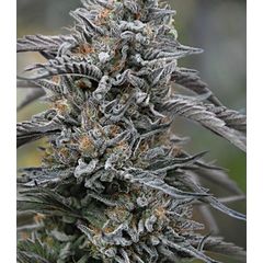 Black D.O.G. fem, Фасовка: 3