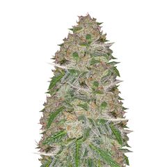 Doctor's Choice #1 Auto, Фасовка: 10