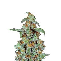 Orange Bud, Фасовка: 3
