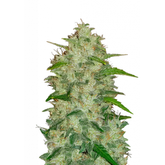 Original Auto Chemdawg, Фасовка: 3