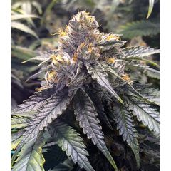 Bubbas Gift fem, Фасовка: 3