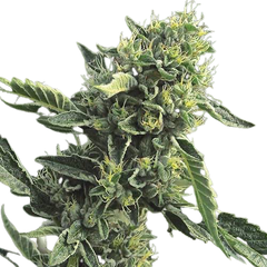 DC Cure 1:1 Auto, Фасовка: 3