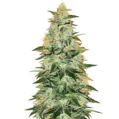 Lowryder (IBL) Auto, Фасовка: 3