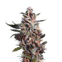Blackberry Kush Auto, Фасовка: 3