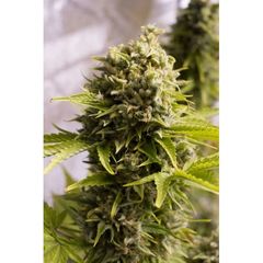Bubba Cheese Auto, Фасовка: 10