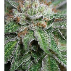 Bubba Kush reg, Фасовка: 3