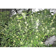 Deepforest Super Auto, Фасовка: 5